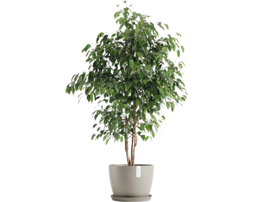 Tchýnin jazyk v květináči