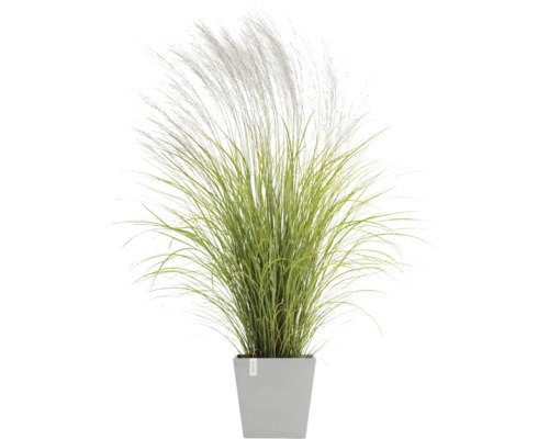 Okrasná tráva v květináči do zahrady