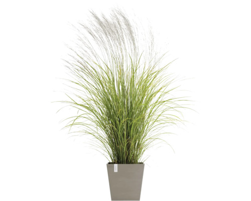 Okrasná tráva v květináči do zahrady