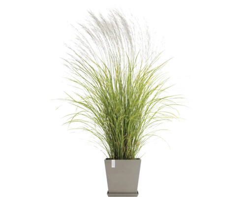 Ozdobnice čínská v květináči