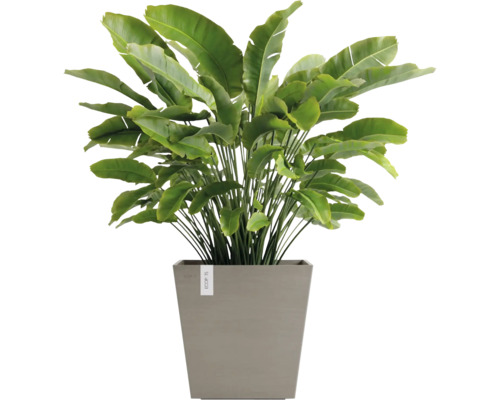 Umělá strelície v hranatém květináči pro dekoraci