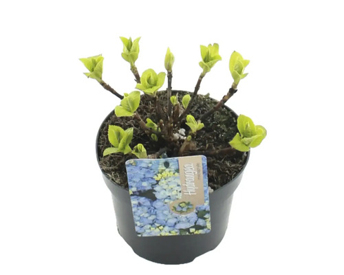 Rostlina Hydrangea v květináči s etiketou