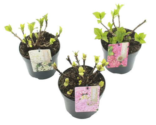 Tři rostliny hortenzie v květináčích s etiketami