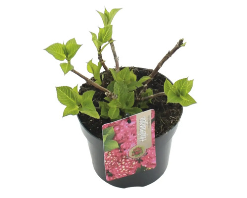 Hortenzie v květináči s etiketou