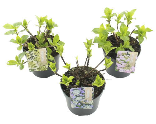 Tři rostliny hortenzie v květináčích s etiketami