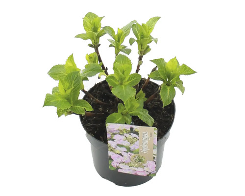 Hortenzie v květináči s etiketou