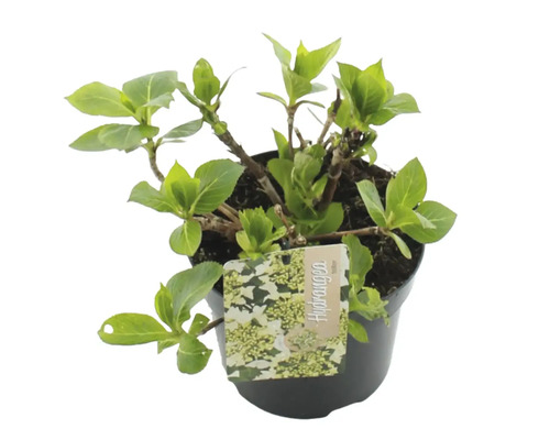 Hortenzie v květináči s etiketou