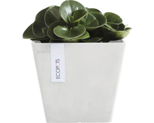 Pokojová rostlina s kulatými listy v květináči