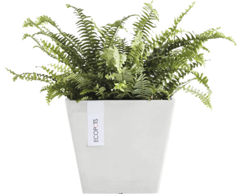 Pokojová rostlina kapradina v bílé nádobě na rostliny