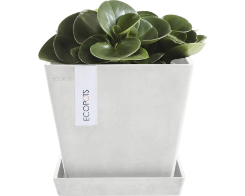 Pokojová rostlina v hranatém květináči s podšálkem