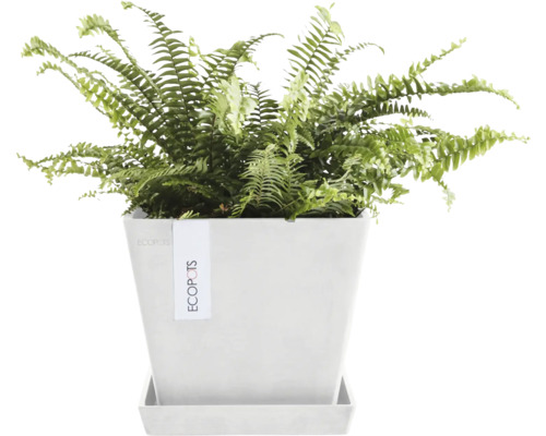 Zelená kapradina v květináči s podšálkem