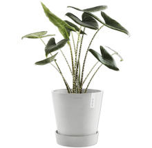 Pokojová rostlina Alocasia Zebrina v květináči