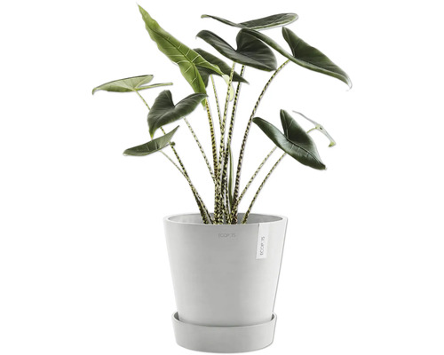 Pokojová rostlina Alocasia Zebrina v květináči