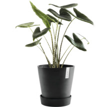 Pokojová rostlina Alocasia Zebrina v květináči