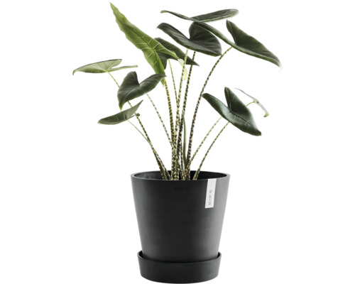Pokojová rostlina Alocasia Zebrina v květináči