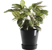 Rostlina Calathea v černém květináči