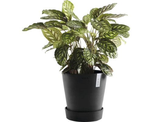 Rostlina Calathea v černém květináči