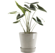 Zebra Alocasia rostlina v květináči