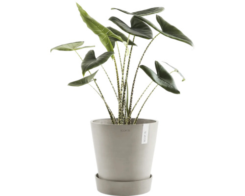 Zebra Alocasia rostlina v květináči