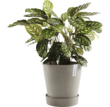 Calathea v květináči