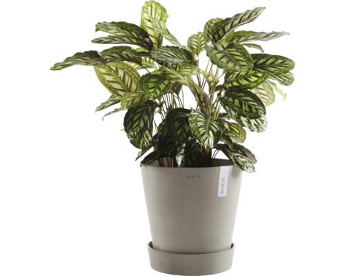 Calathea v květináči