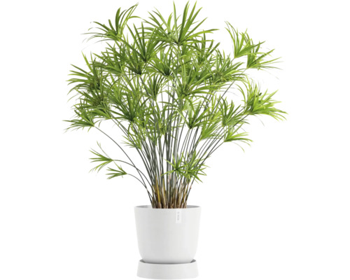 Pokojová rostlina šáchor v bílém květináči