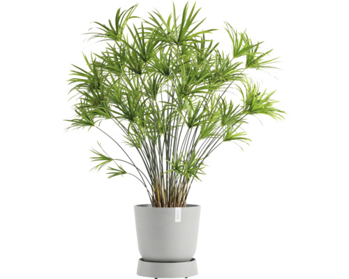 Pokojová rostlina Šáchor v květináči