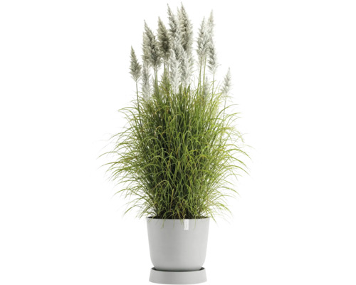 Tráva s bílými latami v květináči