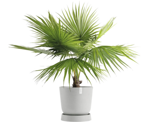 Konopná palma v květináči