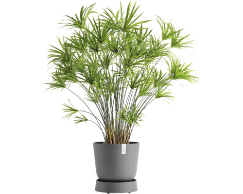 Pokojová rostlina šáchor v květináči