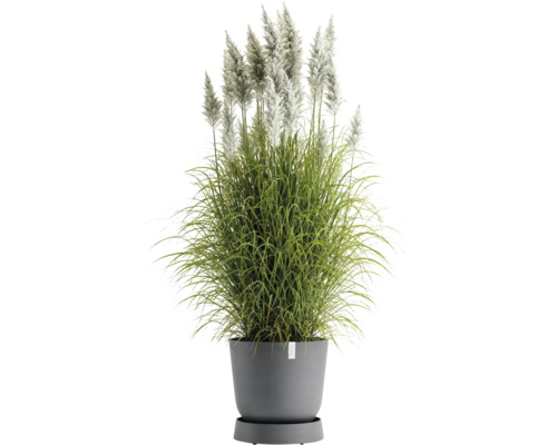 Pampová tráva v květináči