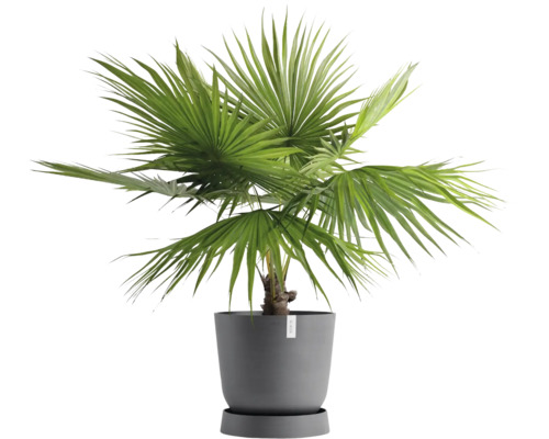 Konopná palma v květináči pro vnitřní použití