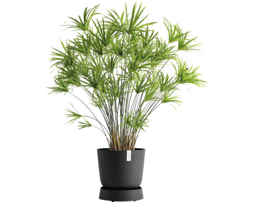 Šáchor v květináči