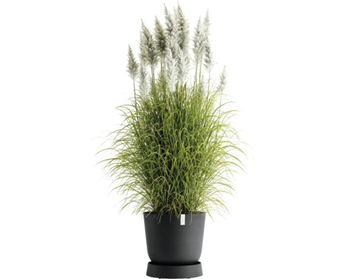 Pampová tráva v květináči