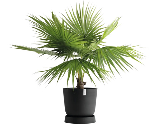 Konopná palma v květináči