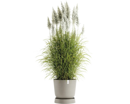 Pampová tráva v květináči pro venkovní použití