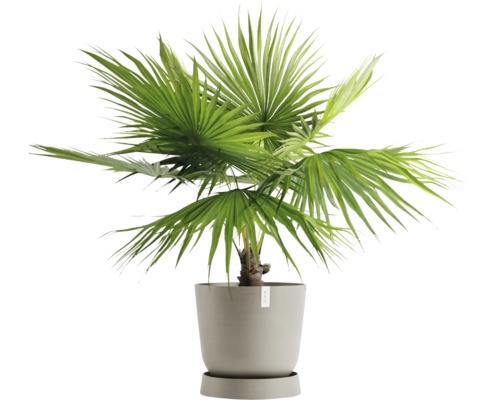 Trpasličí palma v květináči pro vnitřní použití