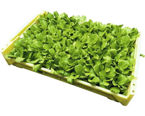 Sazenice salátu v přepravce k výsadbě na zahradě