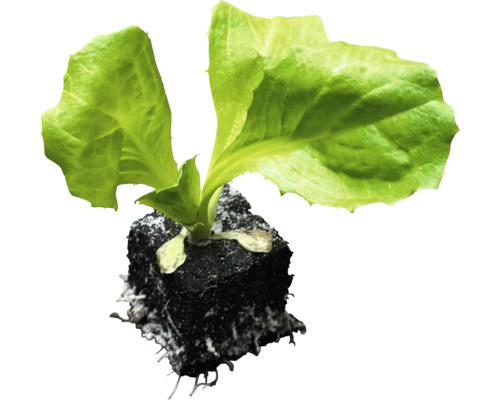 Sazenice salátu v sadbovém substrátu