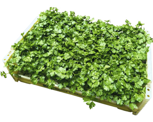 Petržel v truhlíku