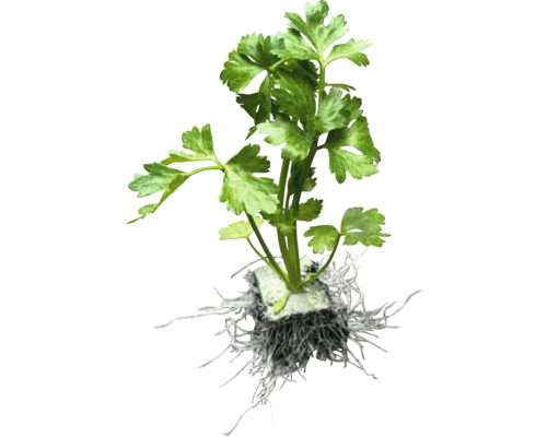 Petrželová rostlina s kořeny