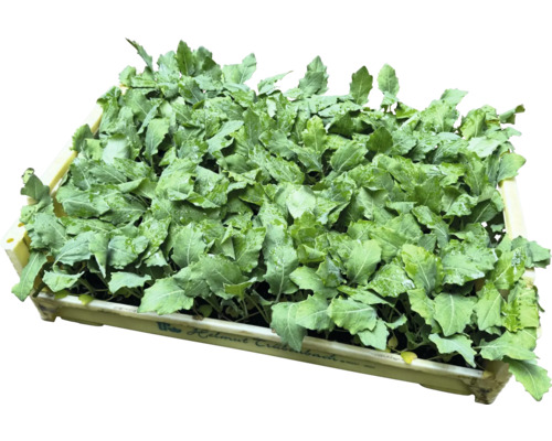 Bedna s mladými sazenicemi zeleniny