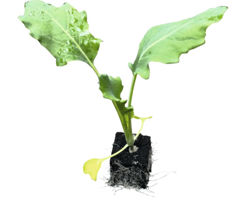 Sazenice s kořenovým balem pro zahradu