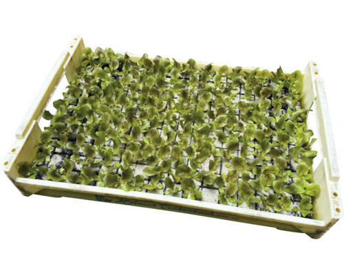 Miska se sadbou salátu pro zahradu