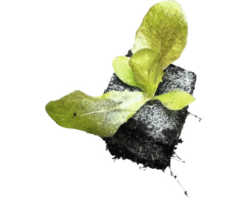 Sazenice salátu s kořenovým balem