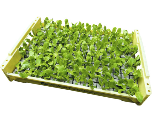 Sazenice zeleniny v sadbovači.