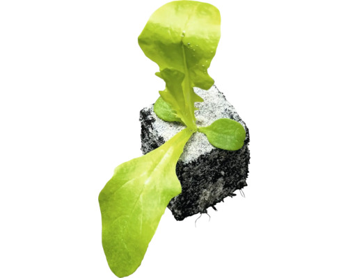 Sazenice salátu s kořenovým balem