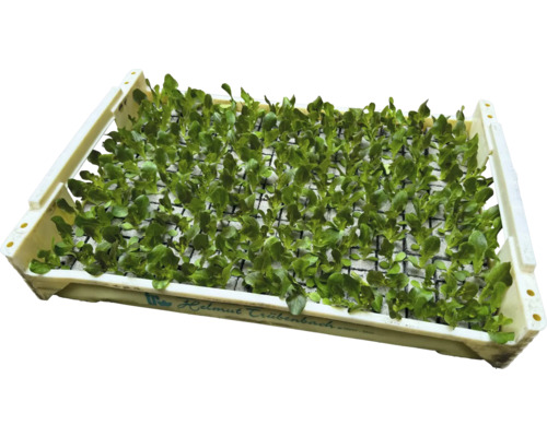 Sazenice v sadbovacím tácu