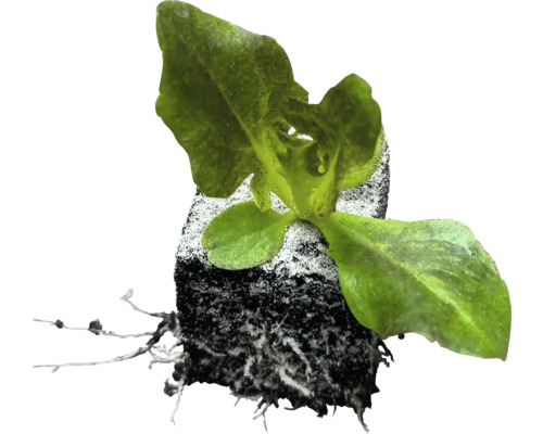 Mladá rostlina s kořenovým balem