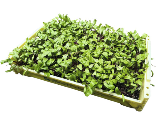 Sazenice řepy v pěstební misce